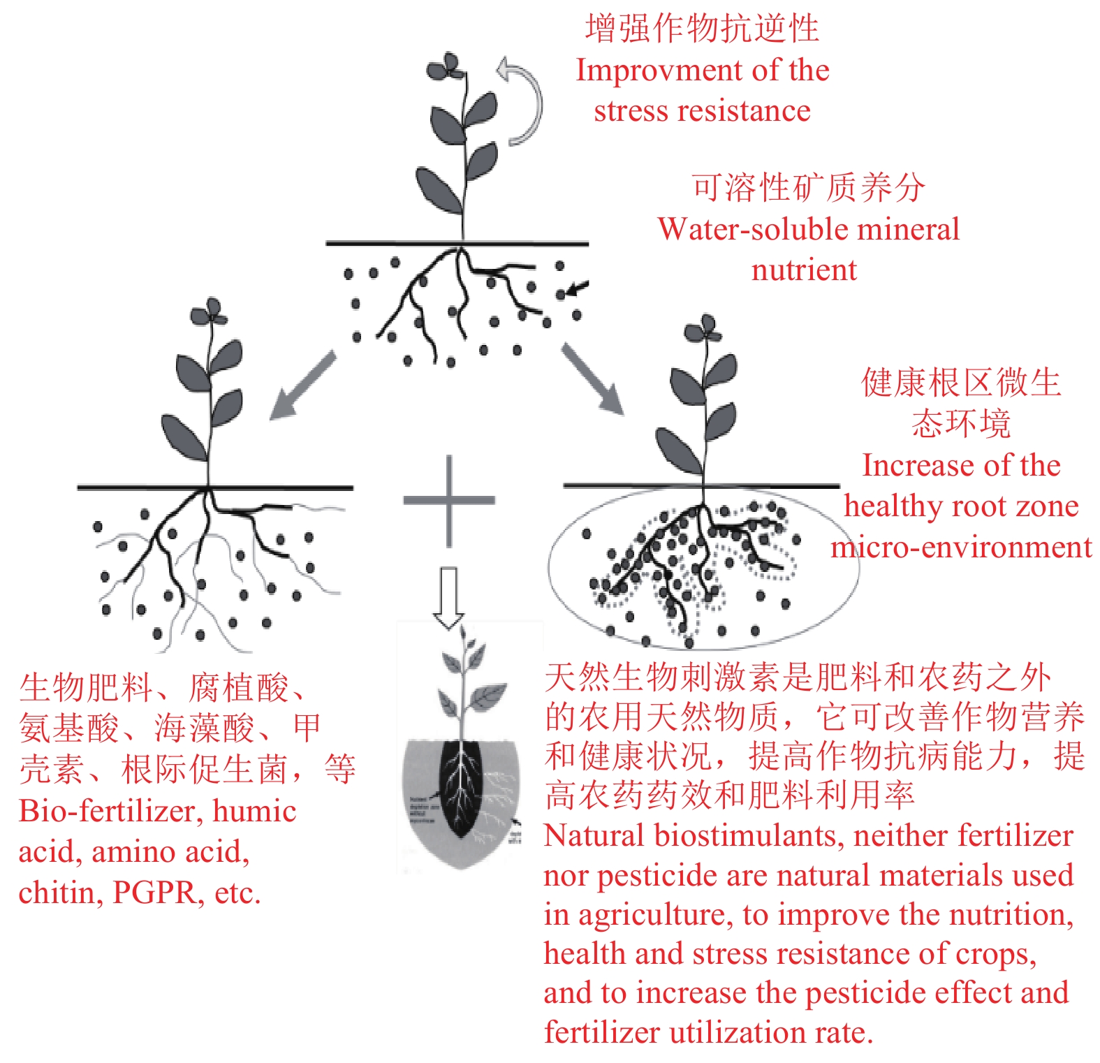 功能性水溶性肥料促根作用示意图